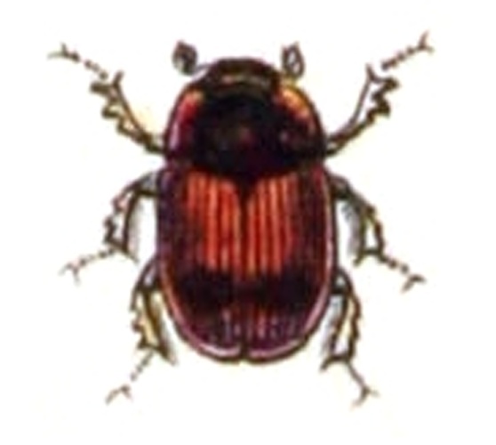 Aphodius foetidus &copy; <bdi><a href="https://www.wikidata.org/wiki/Q18508143" class="extiw" title="d:Q18508143">Emil Hochdanz</a>
</bdi>