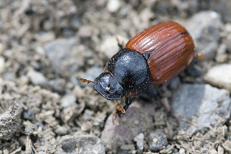 Aphodius fimetarius &copy; www.invertebradosdehuesca.com