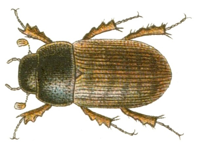 Heptaulacus testudinarius © <bdi><a href="https://en.wikipedia.org/wiki/en:Edmund_Reitter" class="extiw" title="w:en:Edmund Reitter">Edmund Reitter</a>
</bdi>