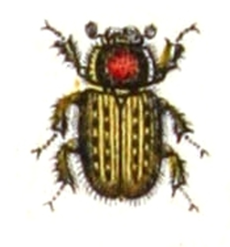 Euheptaulacus sus &copy; <bdi><a href="https://www.wikidata.org/wiki/Q18508143" class="extiw" title="d:Q18508143">Emil Hochdanz</a>
</bdi>