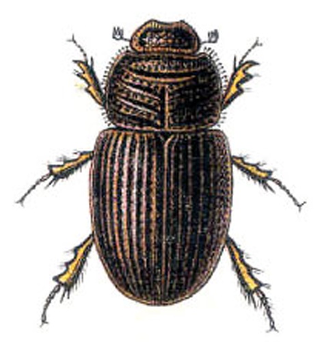 Brindalus porcicollis &copy; <span lang="en">Unknown</span>