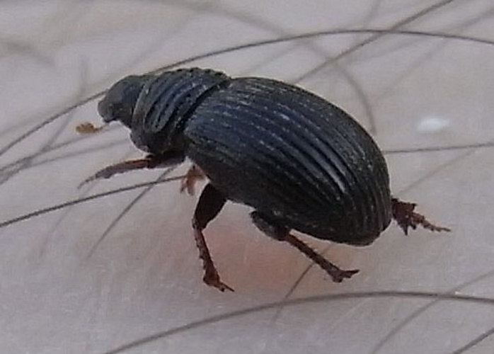 Psammodius asper © <a href="//commons.wikimedia.org/wiki/User:Sarefo" title="User:Sarefo">Sarefo</a>