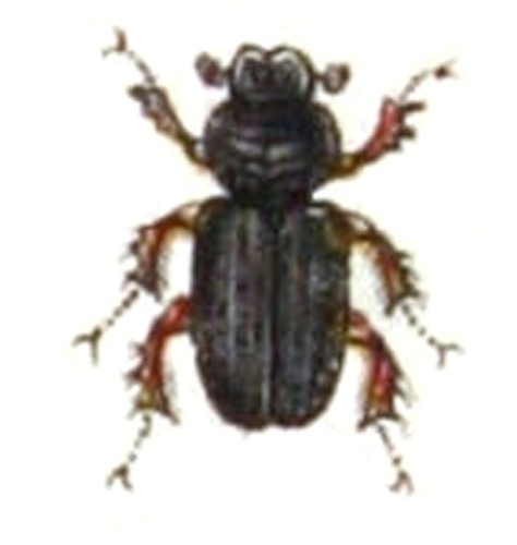 Rhyssemus germanus &copy; <bdi><a href="https://www.wikidata.org/wiki/Q18508143" class="extiw" title="d:Q18508143">Emil Hochdanz</a>
</bdi>