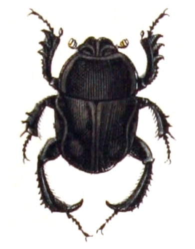 Gymnopleurus mopsus &copy; <bdi><a href="https://www.wikidata.org/wiki/Q18508143" class="extiw" title="d:Q18508143">Emil Hochdanz</a>
</bdi>