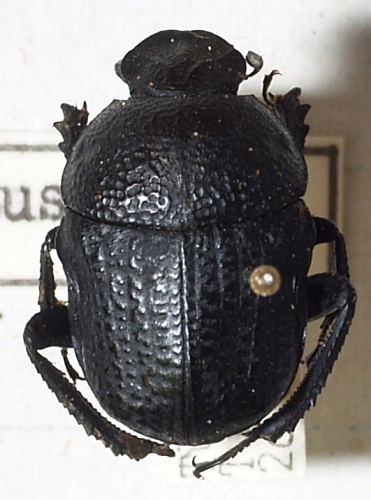 Gymnopleurus flagellatus &copy; <a href="//commons.wikimedia.org/wiki/User:Sarefo" title="User:Sarefo">Sarefo</a>