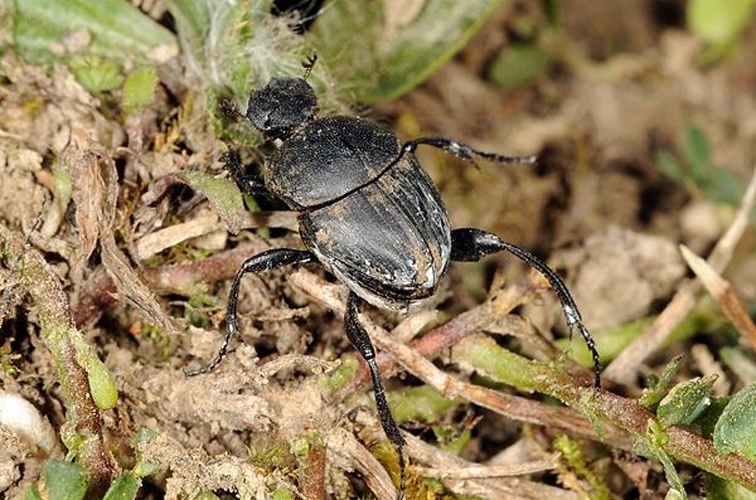 Sisyphus schaefferi &copy; <a href="//commons.wikimedia.org/wiki/User:Dysmachus" title="User:Dysmachus">Fritz Geller-Grimm</a>