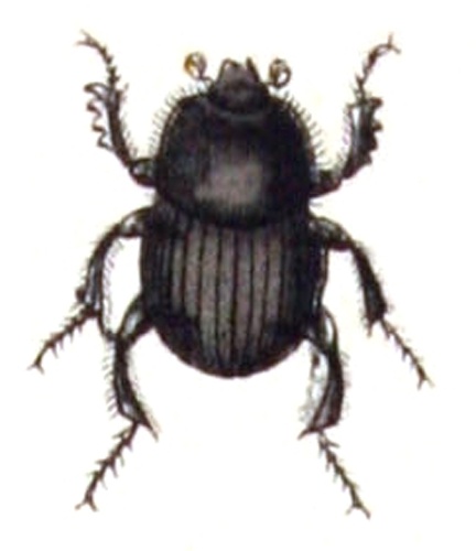 Euonthophagus amyntas © <bdi><a href="https://www.wikidata.org/wiki/Q18508143" class="extiw" title="d:Q18508143">Emil Hochdanz</a>
</bdi>