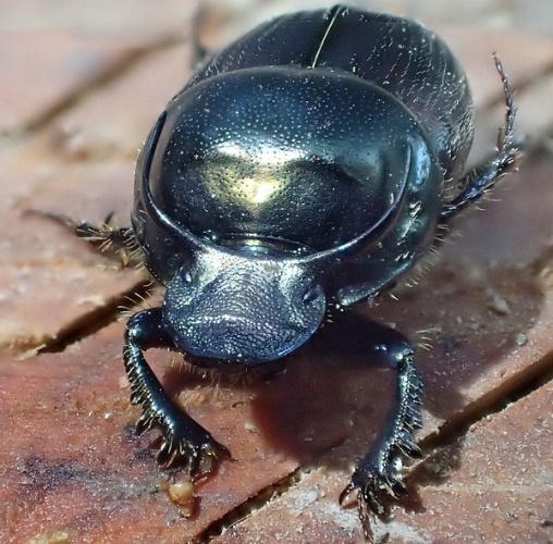 Onthophagus illyricus © <a href="//commons.wikimedia.org/wiki/User:Siga" title="User:Siga">Siga</a>