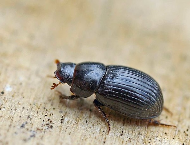 Onthophagus furcatus &copy; 