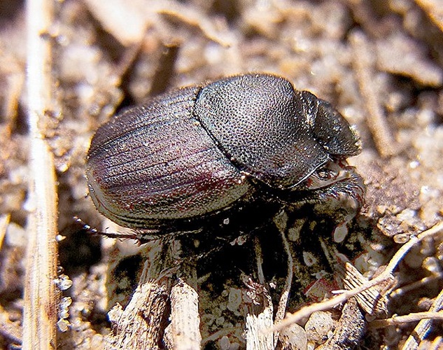 Onthophagus verticicornis © <a href="//commons.wikimedia.org/wiki/User:Siga" title="User:Siga">Siga</a>