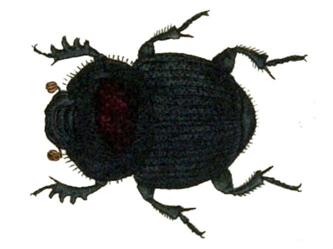 Onthophagus ovatus © Faunae Insektorm Germanica Initia. Deutschlands Insekten. Teil 3.