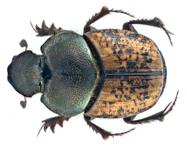 Onthophagus similis © <a rel="nofollow" class="external text" href="https://www.flickr.com/people/30703260@N08">Udo Schmidt</a> from Deutschland