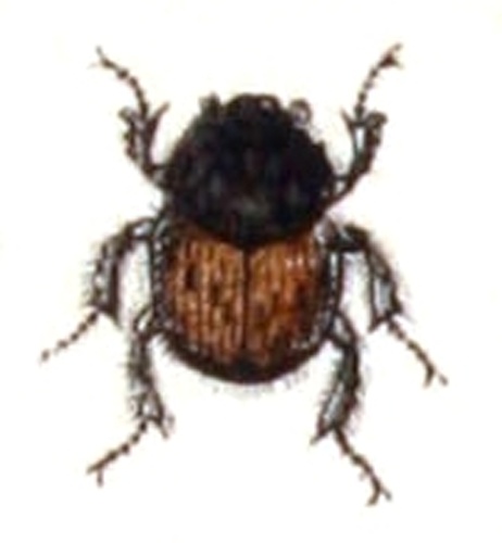Onthophagus lemur &copy; <bdi><a href="https://en.wikipedia.org/wiki/en:Carl_Gustav_Calwer" class="extiw" title="w:en:Carl Gustav Calwer">Carl Gustav Calwer</a>
</bdi>