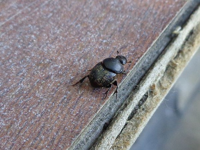 Onthophagus vacca © <a href="//commons.wikimedia.org/wiki/User:AfroBrazilian" title="User:AfroBrazilian">AfroBrazilian</a>