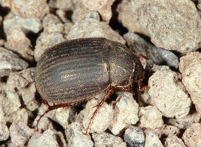 Maladera holosericea &copy; <a href="//commons.wikimedia.org/wiki/User:Dysmachus" title="User:Dysmachus">Fritz Geller-Grimm</a>