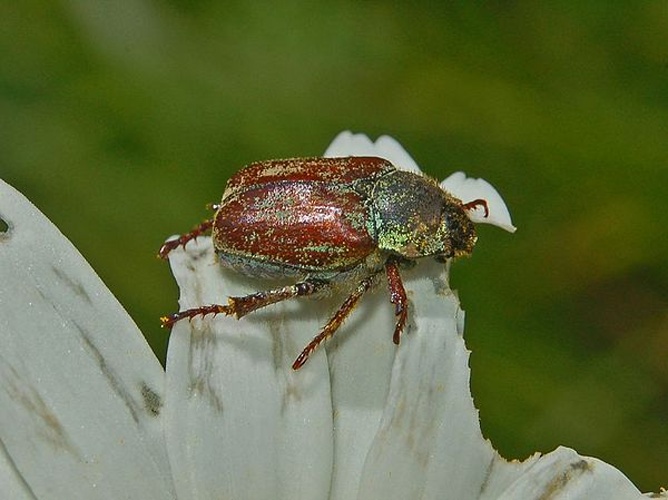 Hoplia argentea &copy; <a href="//commons.wikimedia.org/wiki/User:Hectonichus" title="User:Hectonichus">Hectonichus</a>