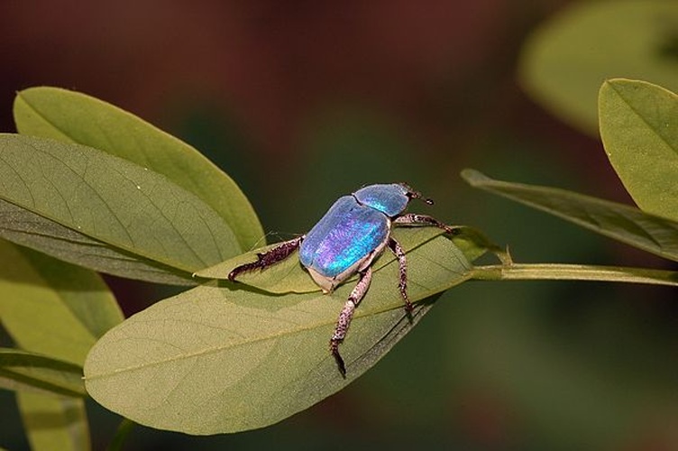 Hoplia coerulea © <a href="//commons.wikimedia.org/wiki/User:Dysmachus" title="User:Dysmachus">Fritz Geller-Grimm</a> and Felix Grimm