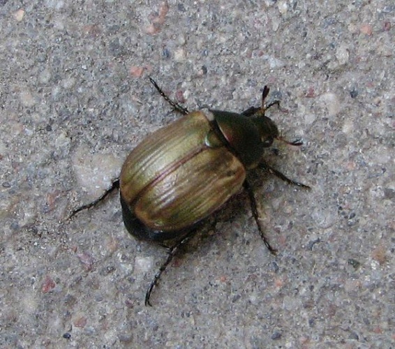 Anomala dubia &copy; <a href="//commons.wikimedia.org/wiki/User:Laisverobotams" title="User:Laisverobotams">Laisverobotams</a>