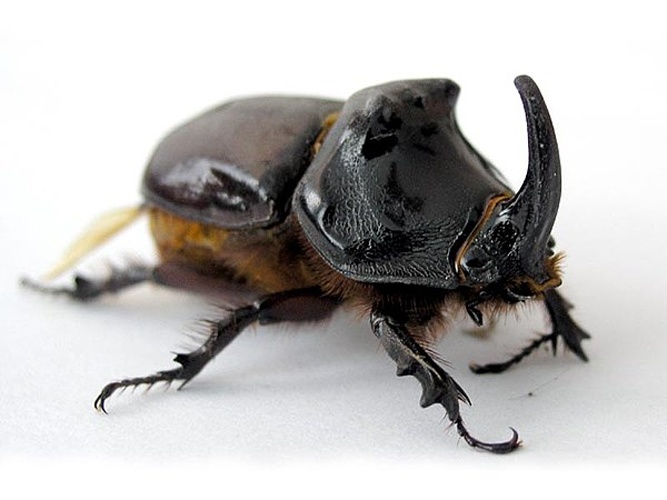 European rhinoceros beetle © <a href="//commons.wikimedia.org/wiki/User:Bojars" title="User:Bojars">Bojars</a>