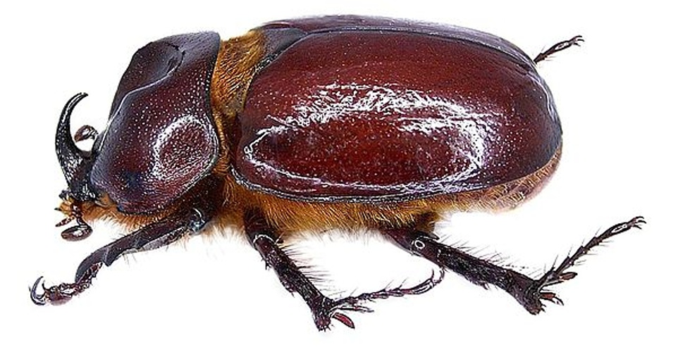 Phyllognathus excavatus © <a rel="nofollow" class="external text" href="https://www.flickr.com/people/30703260@N08">Udo Schmidt</a> from Deutschland