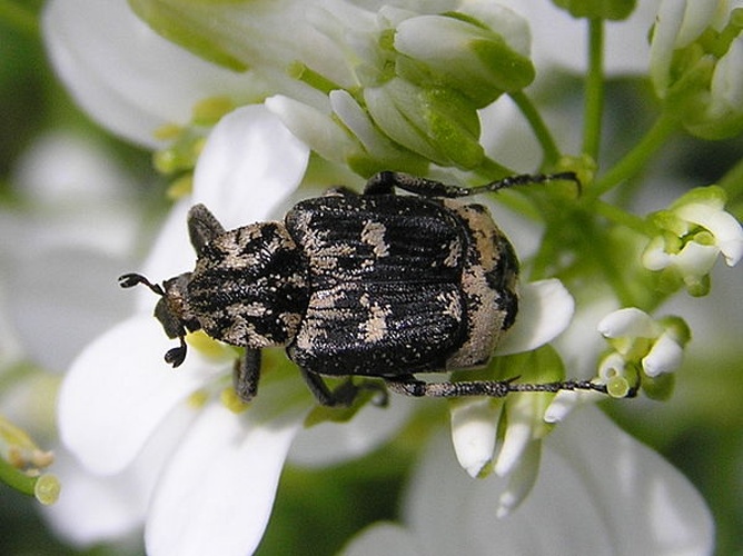 Valgus hemipterus © <a href="//commons.wikimedia.org/wiki/User:Beentree" title="User:Beentree">Beentree</a>