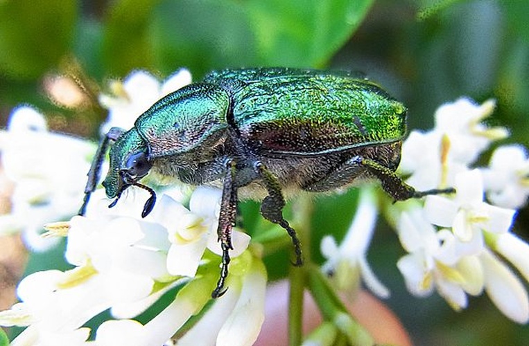 noble chafer &copy; <a href="//commons.wikimedia.org/wiki/User:Siga" title="User:Siga">Siga</a>