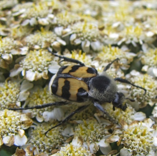 Trichius sexualis © <a href="//commons.wikimedia.org/wiki/User:Medeniacus" title="User:Medeniacus">Ivan Medenica</a>