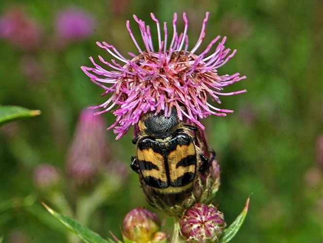 Bee beetle &copy; <a href="//commons.wikimedia.org/wiki/User:Hectonichus" title="User:Hectonichus">Hectonichus</a>