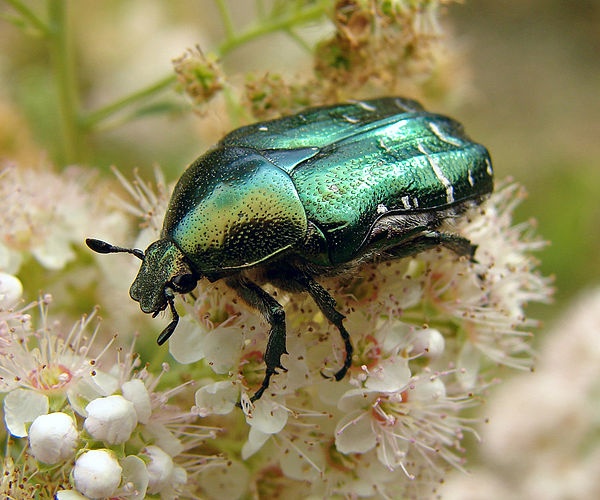 Cetonia aurata © <a href="//commons.wikimedia.org/wiki/User:Chrumps" title="User:Chrumps">Chrumps</a>