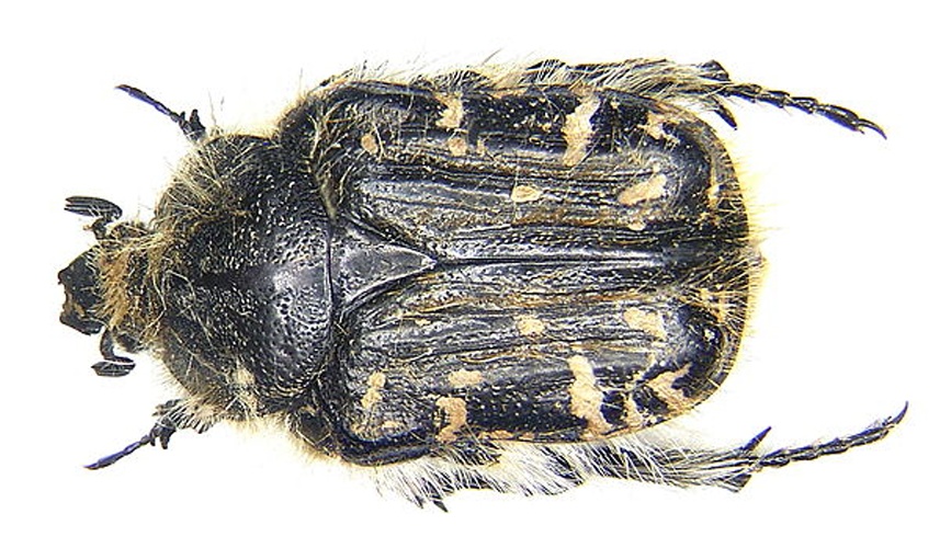 Tropinota hirta &copy; <a rel="nofollow" class="external text" href="https://www.flickr.com/people/30703260@N08">Udo Schmidt</a> from Deutschland