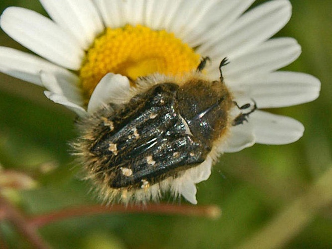 Tropinota squalida © <a href="//commons.wikimedia.org/wiki/User:Hectonichus" title="User:Hectonichus">Hectonichus</a>