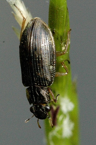 Helophorus aquaticus © James K. Lindsey