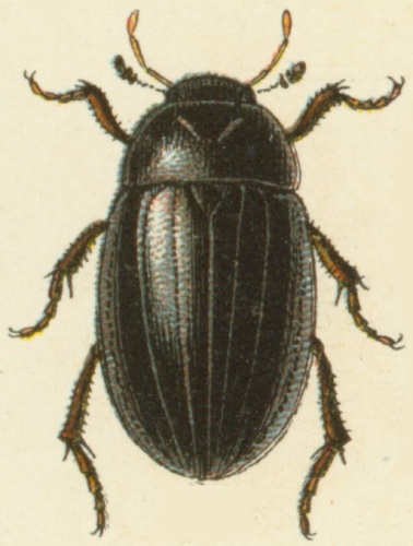 Lesser silver water beetle &copy; <ul>
<li>
<a href="//commons.wikimedia.org/wiki/File:Reitter-1908_table79.jpg" title="File:Reitter-1908 table79.jpg">Reitter-1908_table79.jpg</a>: Edmund Reitter</li>
<li>derivative work: <a href="//commons.wikimedia.org/wiki/User:B_kimmel" title="User:B kimmel">B kimmel</a> (<a href="//commons.wikimedia.org/wiki/User_talk:B_kimmel" title="User talk:B kimmel"><span class="signature-talk">talk</span></a>)</li>
</ul>