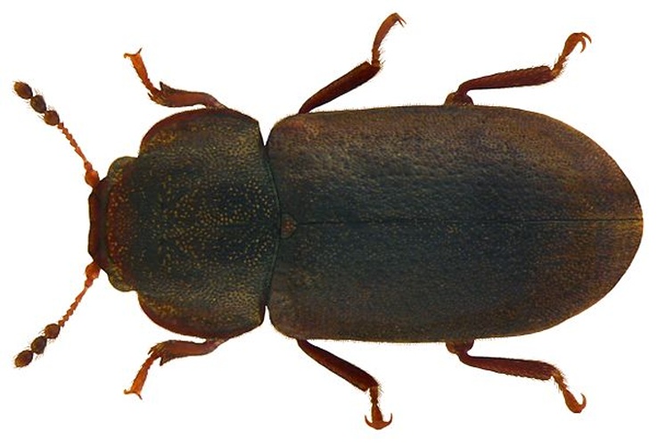 Cis boleti &copy; <a rel="nofollow" class="external text" href="https://www.flickr.com/people/30703260@N08">Udo Schmidt</a>