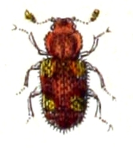 Coxelus pictus &copy; <bdi><a href="https://www.wikidata.org/wiki/Q18508143" class="extiw" title="d:Q18508143">Emil Hochdanz</a>
</bdi>