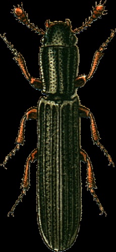 Colydium elongatus &copy; Georgiy Jacobson