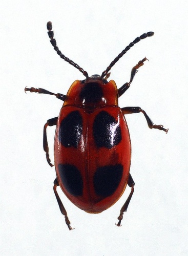 Endomychus coccineus &copy; M. Virtala