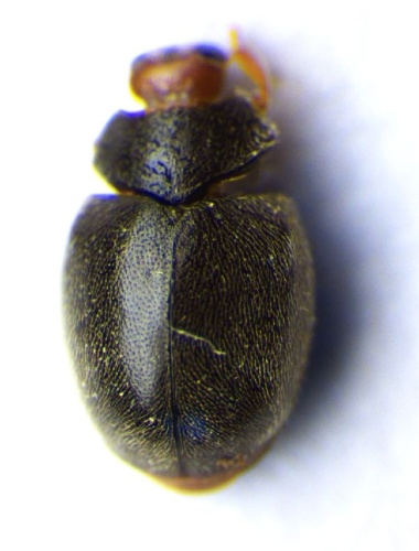 Scymnus auritus © Zoologische Staatssammlung Muenchen