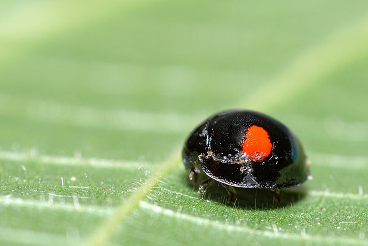 Chilocorus renipustulatus &copy; <a rel="nofollow" class="external text" href="https://www.flickr.com/photos/9082612@N05">Gilles San Martin</a>