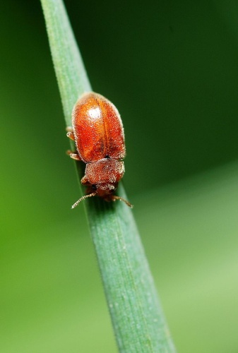 Coccidula rufa © <a rel="nofollow" class="external text" href="https://www.flickr.com/people/9082612@N05">Gilles San Martin</a> from Namur, Belgium