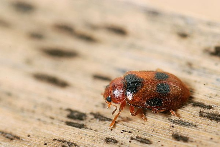 Coccidula scutellata &copy; <a rel="nofollow" class="external text" href="https://www.flickr.com/photos/9082612@N05">Gilles San Martin</a>