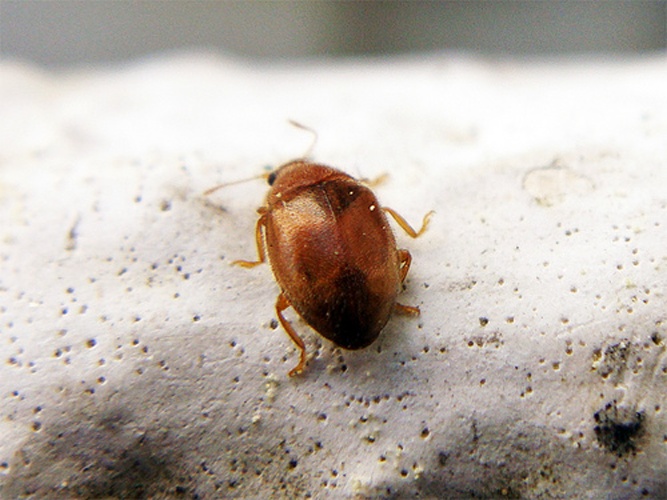 Rhyzobius litura © <a rel="nofollow" class="external text" href="https://www.flickr.com/photos/31719561@N05">João Coelho</a> from Ansião, Portugal