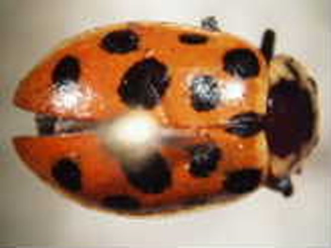 Hippodamia tredecimpunctata © 