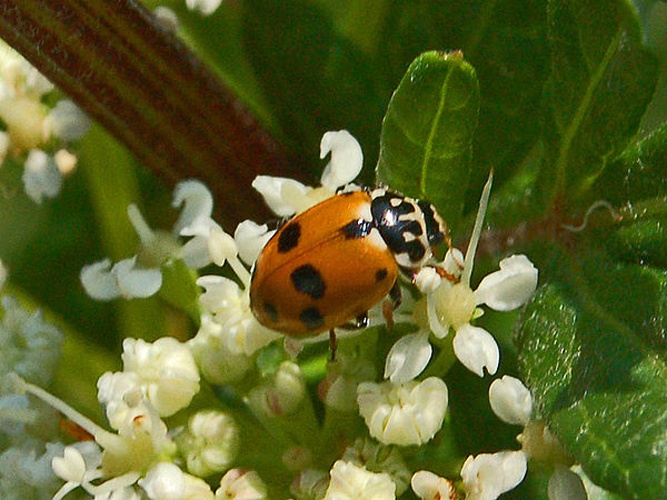 Hippodamia variegata © <a href="//commons.wikimedia.org/wiki/User:Hectonichus" title="User:Hectonichus">Hectonichus</a>