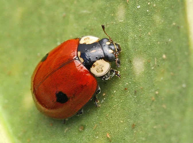 Adalia bipunctata © Entomart