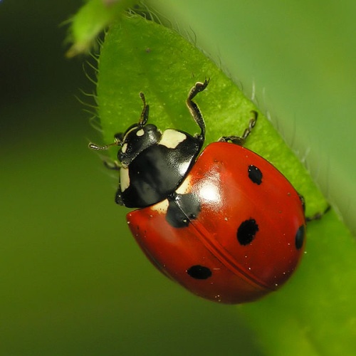 Coccinella septempunctata &copy; 