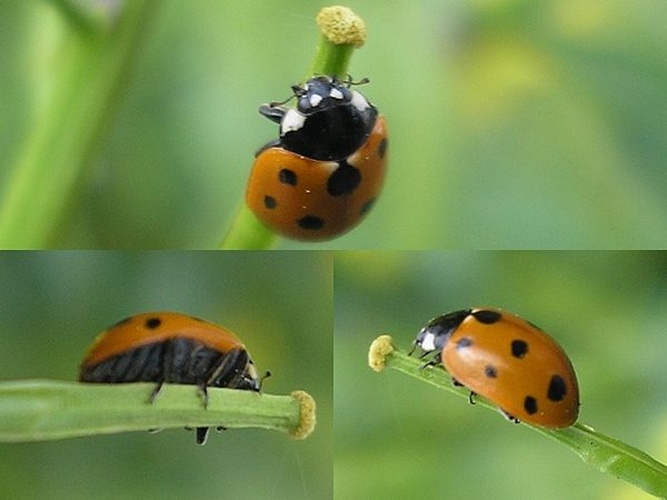 Coccinella undecimpunctata © <a href="//commons.wikimedia.org/wiki/User:Pudding4brains" class="mw-redirect" title="User:Pudding4brains">Pudding4brains</a>