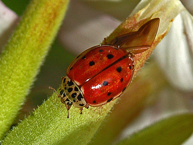 Harmonia quadripunctata &copy; <a href="//commons.wikimedia.org/wiki/User:Hectonichus" title="User:Hectonichus">Hectonichus</a>