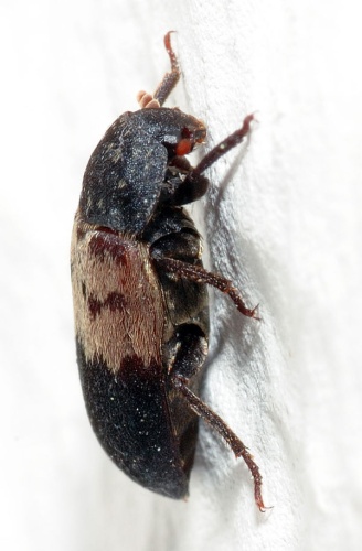 Dermestes lardarius © <p>André Karwath aka <a href="//commons.wikimedia.org/wiki/User:Aka" title="User:Aka">Aka</a>
</p>