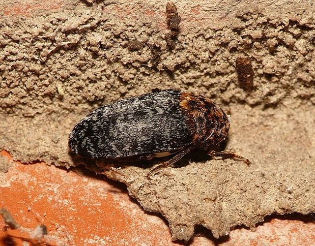 Dermestes undulatus © <table style="width:100%; border:1px solid #aaa; background:#efd; text-align:center"><tbody><tr>
<td>
<a href="//commons.wikimedia.org/wiki/File:Aspitates_ochrearia.jpg" class="image"><img alt="Aspitates ochrearia.jpg" src="https://upload.wikimedia.org/wikipedia/commons/thumb/b/bc/Aspitates_ochrearia.jpg/55px-Aspitates_ochrearia.jpg" decoding="async" width="55" height="41" srcset="https://upload.wikimedia.org/wikipedia/commons/thumb/b/bc/Aspitates_ochrearia.jpg/83px-Aspitates_ochrearia.jpg 1.5x, https://upload.wikimedia.org/wikipedia/commons/thumb/b/bc/Aspitates_ochrearia.jpg/110px-Aspitates_ochrearia.jpg 2x" data-file-width="800" data-file-height="600"></a>
</td>
<td>This image is created by user <a rel="nofollow" class="external text" href="http://waarneming.nl/user/photos/19474">Dick Belgers</a> at <a rel="nofollow" class="external text" href="http://waarneming.nl/">waarneming.nl</a>, a source of nature observations in the Netherlands.
</td>
</tr></tbody></table>